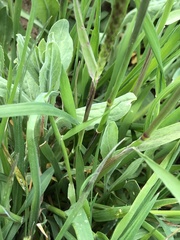 Alopecurus myosuroides