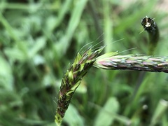 Alopecurus myosuroides