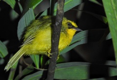 Cyanoderma chrysaeum