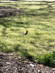 Turdus migratorius
