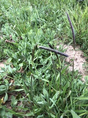 Alopecurus myosuroides