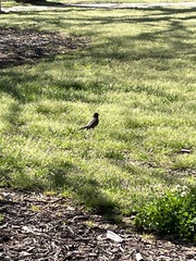 Turdus migratorius