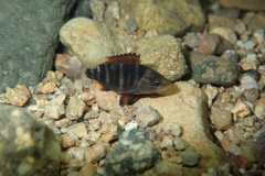 Lutjanus argentimaculatus