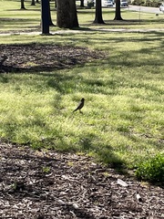 Turdus migratorius