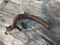 Orthoporus