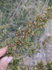 Condea