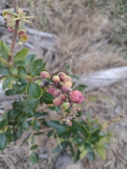 Berberis laurina