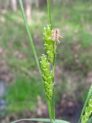 Carex flaccosperma