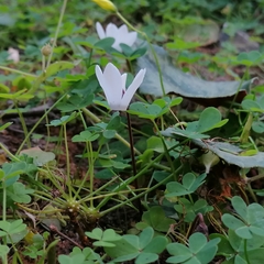 Cyclamen creticum