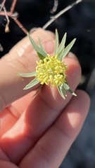 Pimelea microcephala
