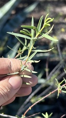 Pimelea microcephala