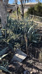 Pimelea microcephala