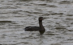 Phalacrocorax capensis