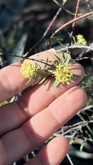 Pimelea microcephala
