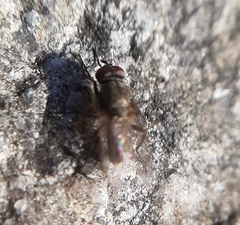 Muscoidea