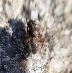 Muscoidea