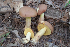 Butyriboletus taughannockensis