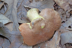 Butyriboletus taughannockensis