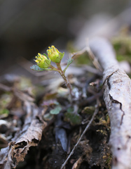 Chrysosplenium pseudopilosum