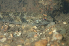 Rhinogobius similis