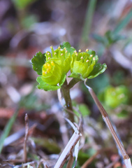 Chrysosplenium pseudopilosum