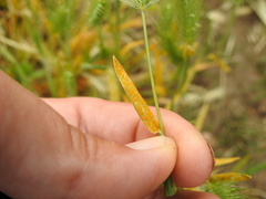 Puccinia hordei