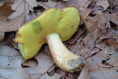 Butyriboletus taughannockensis
