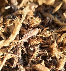 Polyxenus lagurus