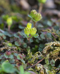 Chrysosplenium pseudopilosum
