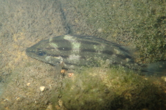 Sharpbeak Terapon photo 1
