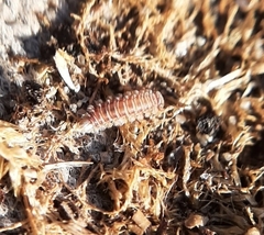 Polyxenus lagurus
