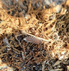 Polyxenus lagurus