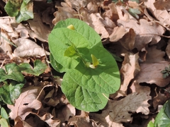 Aristolochia lutea