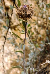 Globularia alypum