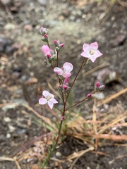 Hesperolinon congestum