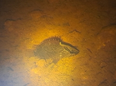 Nandus nebulosus