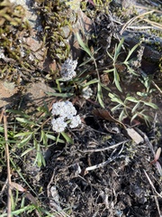 Lomatium geyeri