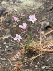 Hesperolinon congestum