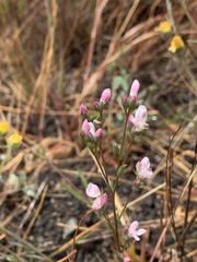 Hesperolinon congestum