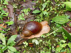 Megalobulimus popelairianus