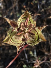Calochortus tiburonensis