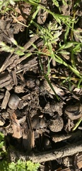 Araneae