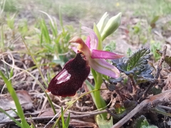 Ophrys bertolonii benacensis
