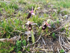Ophrys bertolonii benacensis