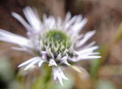 Globularia spinosa