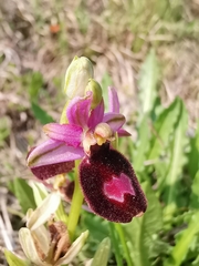 Ophrys bertolonii benacensis