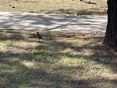 Turdus migratorius
