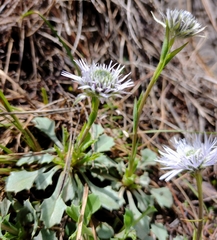Globularia spinosa