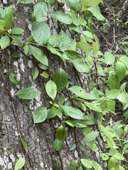 Hydrangea petiolaris