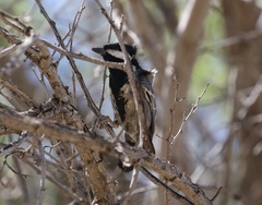 Melaniparus cinerascens